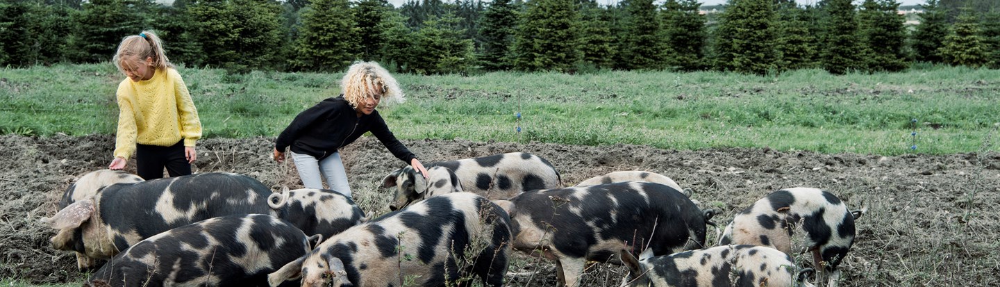 Børn sammen med grise på en mark. Children in a field with pigs